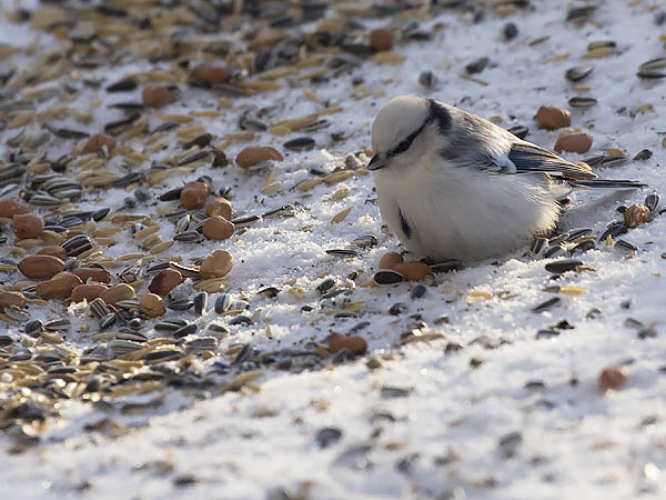 Valkopäätiainen, Azure Tit, Cyanistes cyanus